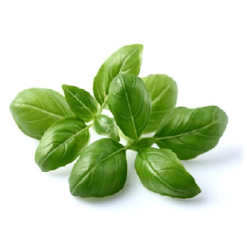 Fresh BASIL GREEN Delivered In Surat